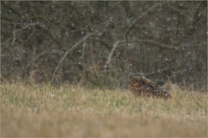 Leise rieselt der Schnee...