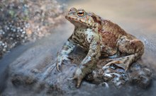 Warten auf Silvester....