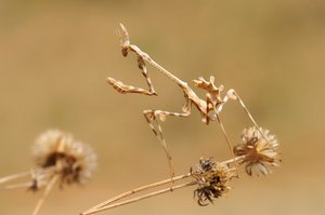 Haubenfangschrecke oder