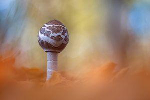 Der Sternschuppige Riesenschirmpilz ...