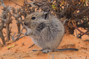 im Sukkulentenparadies