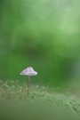 Ein Pilzlein im Moos