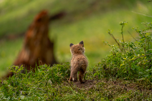 Wo geht die Mutter wohl hin