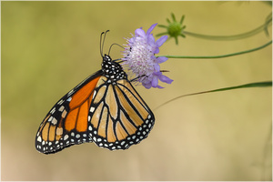 Monarchfalter