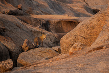 Königin der Granitfelsen