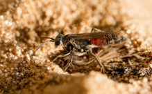 Eine Frühlings-Wegwespe (Anoplius viaticus)