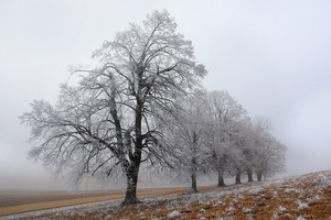 Reifbäume im Nebel