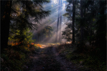 Sanftes Licht auf dem Waldweg ...