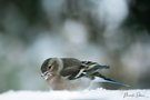 Buchfink im Schnee
