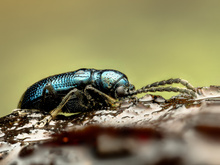 Erlenblattkäfer (Agelastica alni)