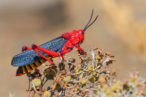 Aposematismus-Warnfärbung