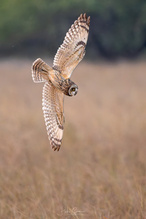 Beeindruckendes Jagdmanöver