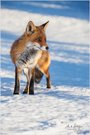 Fuchs im Schnee