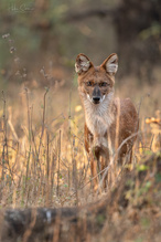 Asiatischer Wildhund