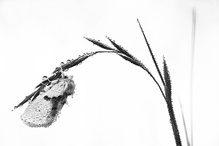 "Schwarz"-Weißer Zahnspinner