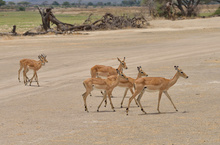 Impalas (Schwarzfersenantilopen)