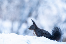 ... mit Sturmfrisur (-: