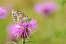 Schachbrettfalterdame  auf Flockenblume