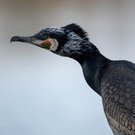 Portrait eines Kormorans