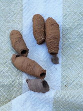 Nester der Orientalischen Mörtelwespe