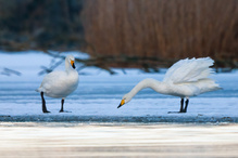 Darf ich zum Tanz bitten