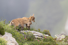 Junge Alpensteinböcke in den Bergen