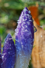 Der Frühling ist nicht aufzuhalten