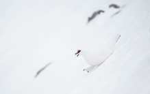 Spezialisten am Berg