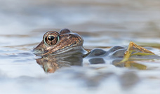 Bei den Grasfröschen...
