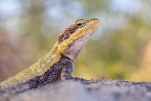 Indische Felsenagame (Psammophilus dorsalis)