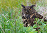 Auge in Auge mit dem Uhu