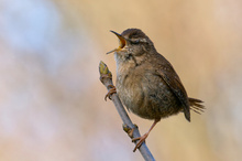 "Augen zu und durch"