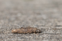 Sackträger beim Umzug