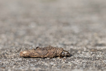 Sackträger beim Umzug