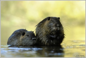 Nutria (Myocastor coypus)
