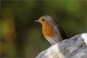 ~Robin~