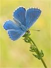 Himmelblauer Blaeuling -  Polyommatus bellargus