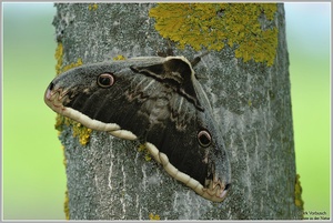 Wiener Nachtpfauenauge (Saturnia pyri)