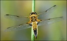 Libelle - Vierfleck