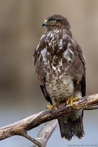 Mäusebussard ( Buteo buteo)
