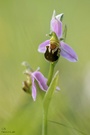 Bienen-Ragwurz (Ophrys apifera)