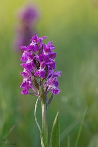 Breitblättriges Knabenkraut (Dactylorhiza majalis)
