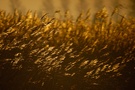 Goldenes Schilf (jetzt etwas schärfer)