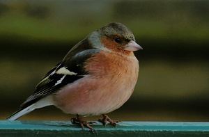 Ich hatte gerade Besuch auf meinen Balkon