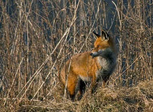 In der Deckung      ND