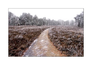 Frostige Heidelandschaft