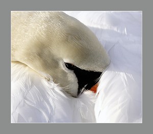 Hübsches Nickerchen (ND)