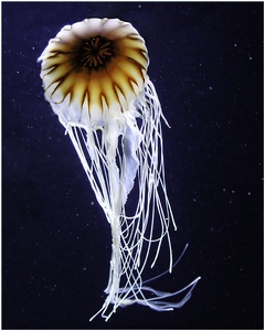 Kompaßqualle (ZO)