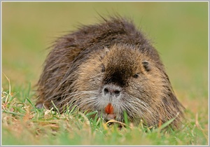 Nutria (Myocastor coypus)