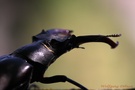 Lucanus cervus